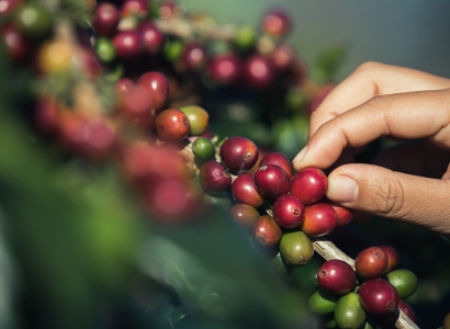 A relação entre o Brasil e o café